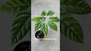 Image result for Trevesia