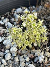Image result for Astripomoea grantii