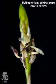 Image result for Bulbophyllum schinzianum