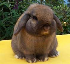 I created several articles about rabbits on my website. Showing Holland Lop Rabbits Just About Everything You Need To Know The Nature Trail