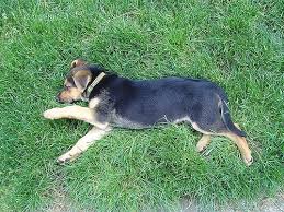 We did not find results for: How Much Does Dog Cremation Cost In 2021