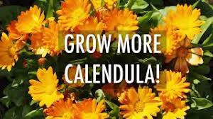 We did not find results for: Marigolds How To Plant And Grow Marigold Flowers The Old Farmer S Almanac