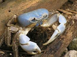 Image result for Turraea holstii