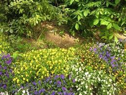 Botanical Gardens Duisburg Duissern Duisburg Botanischer Garten