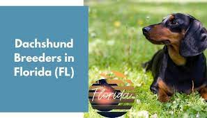 Here at diamond w dachshunds, we are dedicated to breeding and selling the very best miniature dachshunds in the south. 13 Dachshund Breeders In Florida Fl Dachshund Puppies For Sale Animalfate