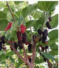 Dos untuk pokok pagoda ini mungkin berbeza bagi setiap orang. Facebook