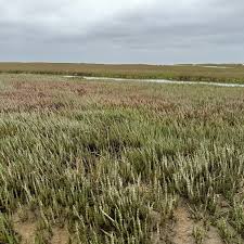 Image result for Sarcocornia natalensis