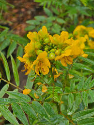 Image result for Senna petersiana