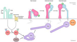 In animal cell culture the addition of serum to media is essential for providing mcq. Frontiers Cell Adhesion Molecules And Their Roles And Regulation In The Immune And Tumor Microenvironment Immunology