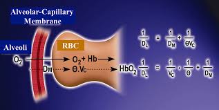 Image result for Diffusing Capacity