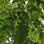 Image result for Centrolobium robustum