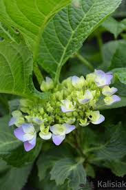 Image result for Hydrangea macrophylla bela obrázek