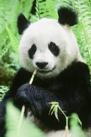 Giant Panda Photographic Print Art Com In 2020 Cute Animals Animals Giant Panda