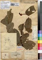 Image result for Monanthotaxis ferruginea