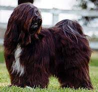$2,000 we have 2 puppies for sale, all black and white. Australian Dog Breeds Gallery Dog Breeds Pedigree