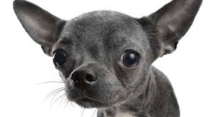 See more ideas about puppies, chihuahua, chihuahua mix puppies. Black Chihuahua Find Out More About This Popular Coat Color