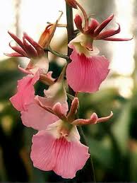 Image result for Eulophia calantha