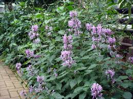 Image result for Hypoestes cancellata