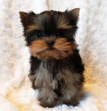 Bride ditches flowers for puppy bouquets, sends adorable reminder that rescue dogs need love, too. Iowa Cute Teacup Yorkie Pups For Adoption Pets And Animals In Iowa Cincinnati