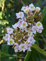 Image result for Lantana moldenkei