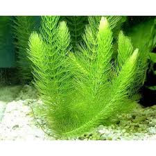 Image result for Ceratophyllum