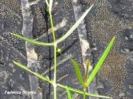 Image result for Oldenlandia lancifolia