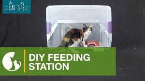 But another way you can make your cat more comfortable is by elevating the eating surface. Cat Tips Diy Feeding Station Youtube