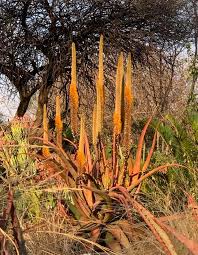 Image result for Aloe spicata