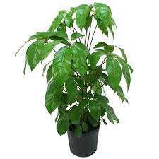 Costa Farms Schefflera Amate In 8 75 In Grower Pot 10scheff The Home Depot Schefflera Amate Schefflera Plants