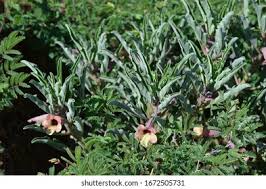 Image result for Philyrophyllum schinzii