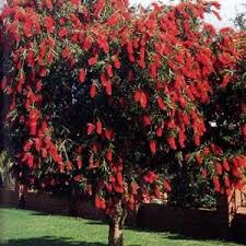 Villages Plant Packages Bottlebrush Plant Trees To Plant Bottle Brush Trees