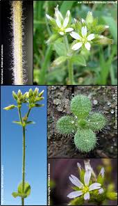 Image result for Cerastium glomeratum