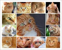 Pin On My Oranges Ginger Kittens