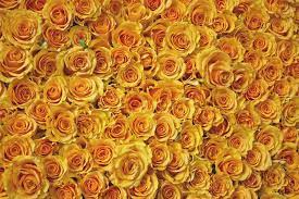 bed of roses by ninaheather rose pictures yellow roses rose bud image