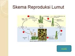 Gamet jantan dihasilkan di dalam antheridium dan gamet betina dihasilkan di dalam arkhegonium. Lumut Bryophyta Nama Kelompok 1 Luthfia Anggit K
