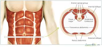 **** sorry i made a mistake at 00:49 i incorrectly label and describe the thigh adductors as hip abductors. Core Players The Muscles That Move Your Trunk And How To Work Them