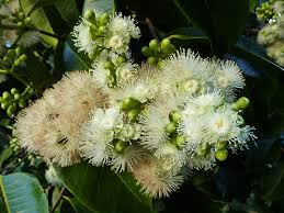 Image result for Syzygium niassense