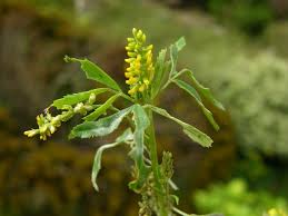 Image result for Melilotus indicus