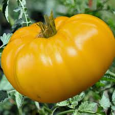 Trueleafmarket.com has been visited by 10k+ users in the past month Brandywine Yellow Tomato Plants For Sale Free Shipping