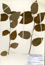 Image result for Caperonia fistulosa