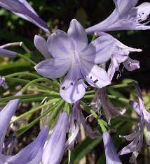 Pin Di Flower Agapanthus