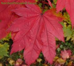Maybe you would like to learn more about one of these? Growing Japanese Maples In Containers In The Uk