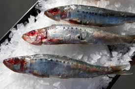 Check spelling or type a new query. 101 Gambar Ikan Sarden Gambar Pixabay