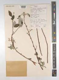 Image result for Pouzolzia mixta