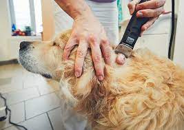 Chemotherapy is a common treatment to help slow the spread of the disease—as left untreated, the average life expectancy for dogs after diagnosis under three months. Mast Cell Tumors Mct In Cats And Dogs Cancer In Pets Texvetpets