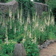 Image result for Digitalis purpurea alba/ red spots