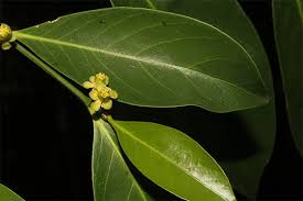 Image result for Suregada