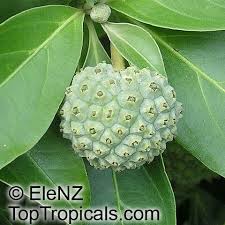 Image result for Strabomantis cornutus