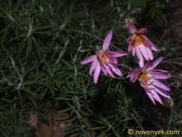 Image result for Orthosiphon schimperi