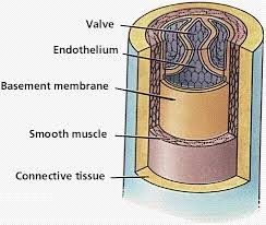 Label the blood vessel human bio. Circulatory Systems